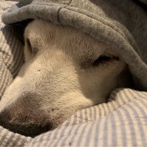 Gone Across the Rainbow Bridge: Tilly the amazing sweet special needs baby